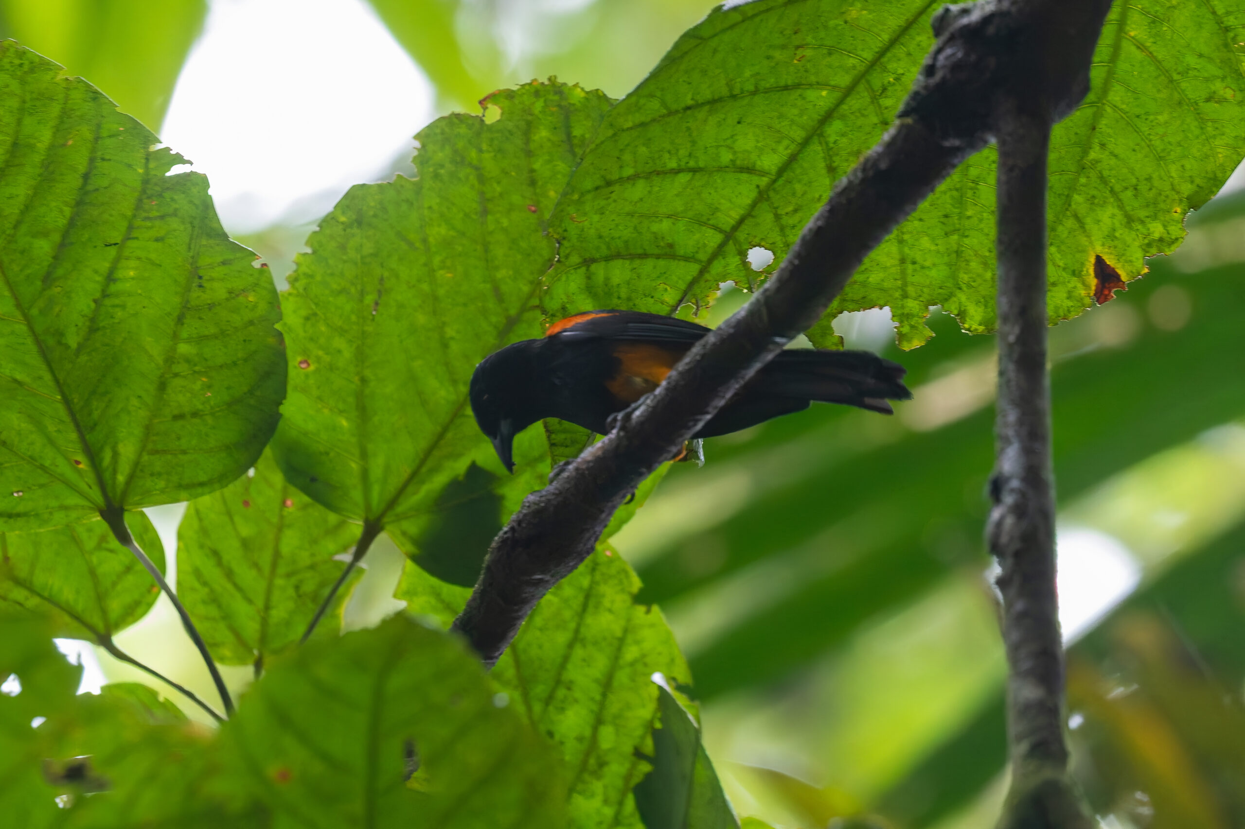 male St. Lucia Oriole (image by Diedert Koppenol)