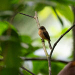 the race of Lesser Antillean Pewee on St. Lucia is often mooted as a separate species (image by Diedert Koppenol)