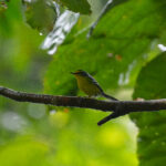 St. Lucia Warbler (image by Diedert Koppenol)