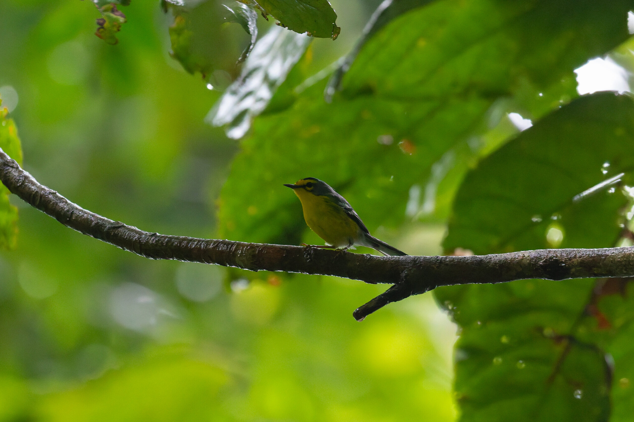 St. Lucia Warbler (image by Diedert Koppenol)