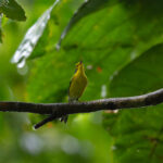 St. Lucia Warbler (image by Diedert Koppenol)
