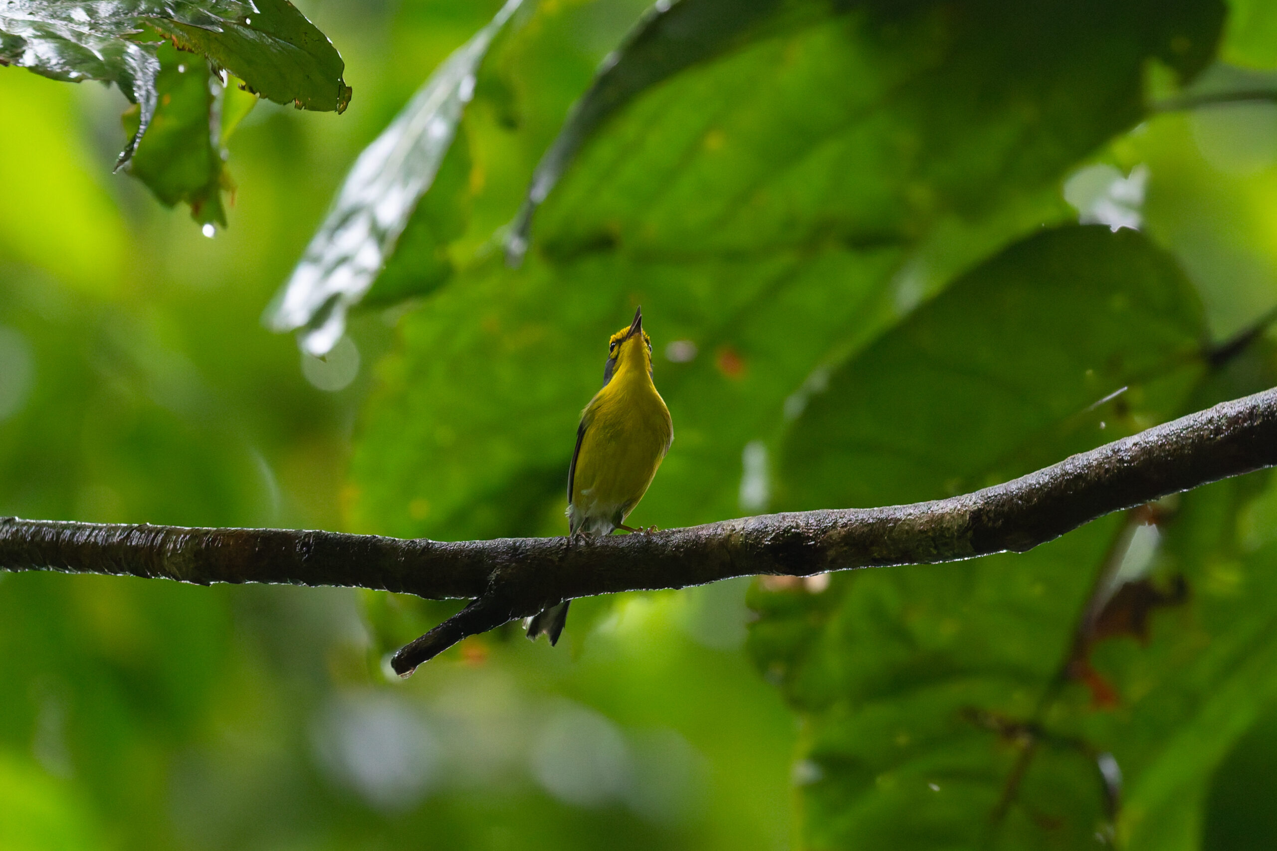 St. Lucia Warbler (image by Diedert Koppenol)
