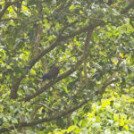 St. Vincent Amazon (image by Tony Mills)