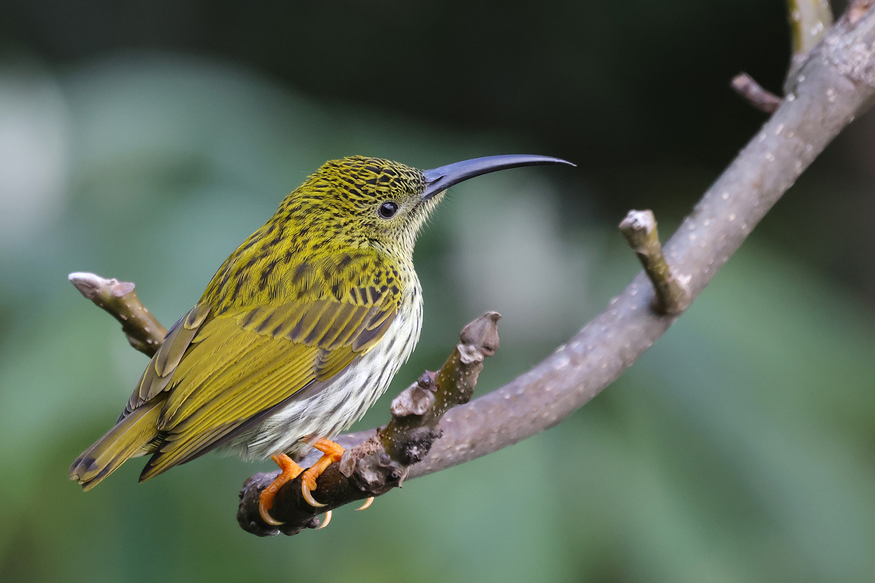 Streaked Spiderhunter (image by Hannu Jännes)