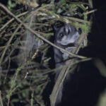 Sugar Glider (image by Dáni Balla)
