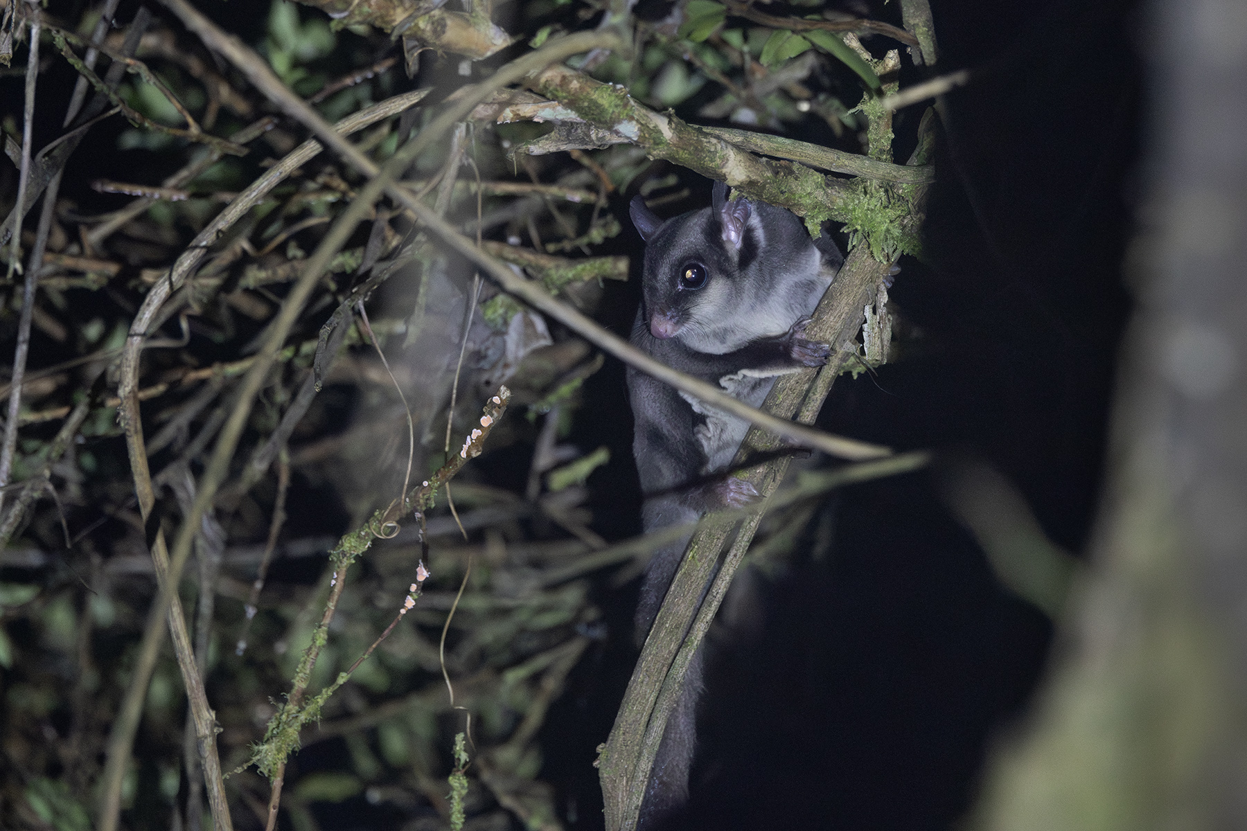 Sugar Glider (image by Dáni Balla)
