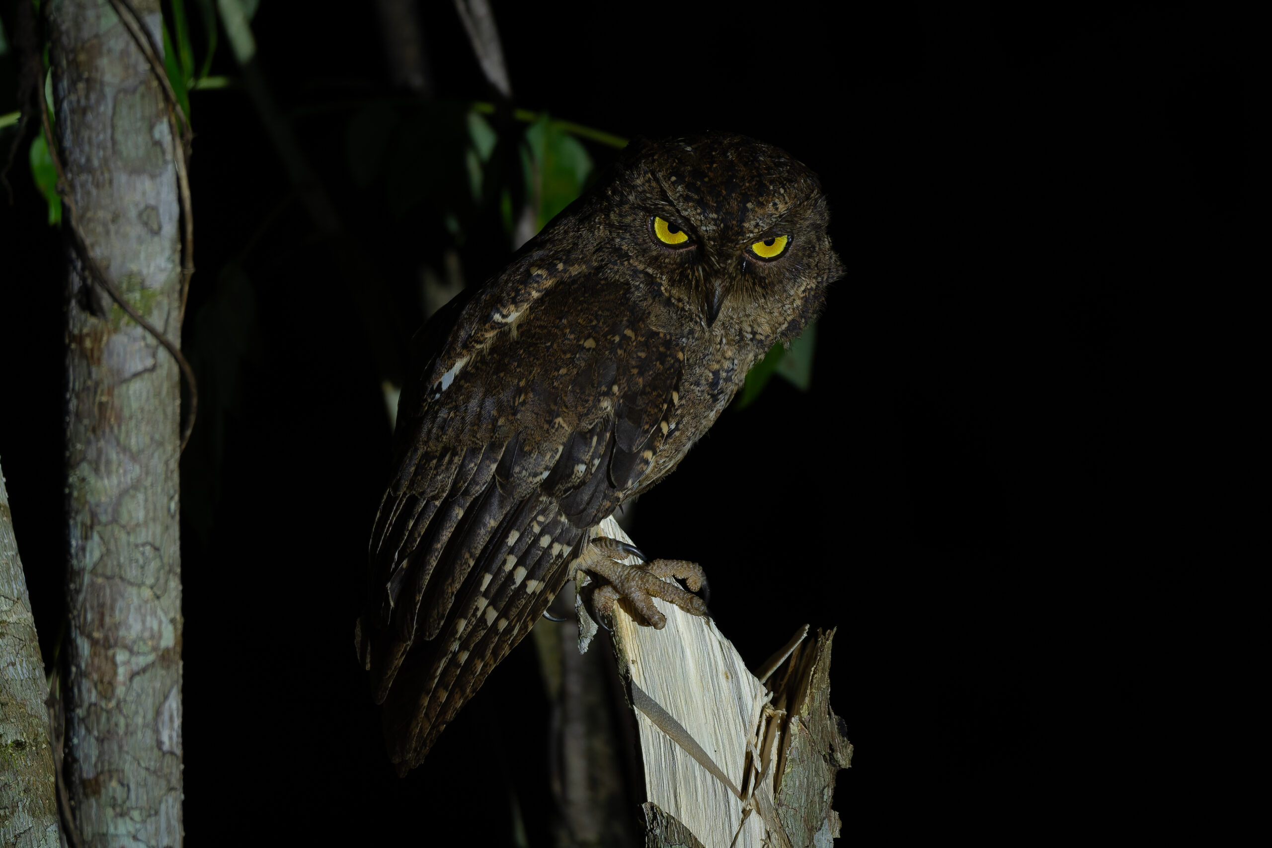Sula Scops Owl (image by Diedert Koppenol)