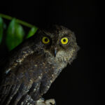 Sula Scops Owl (image by Diedert Koppenol)