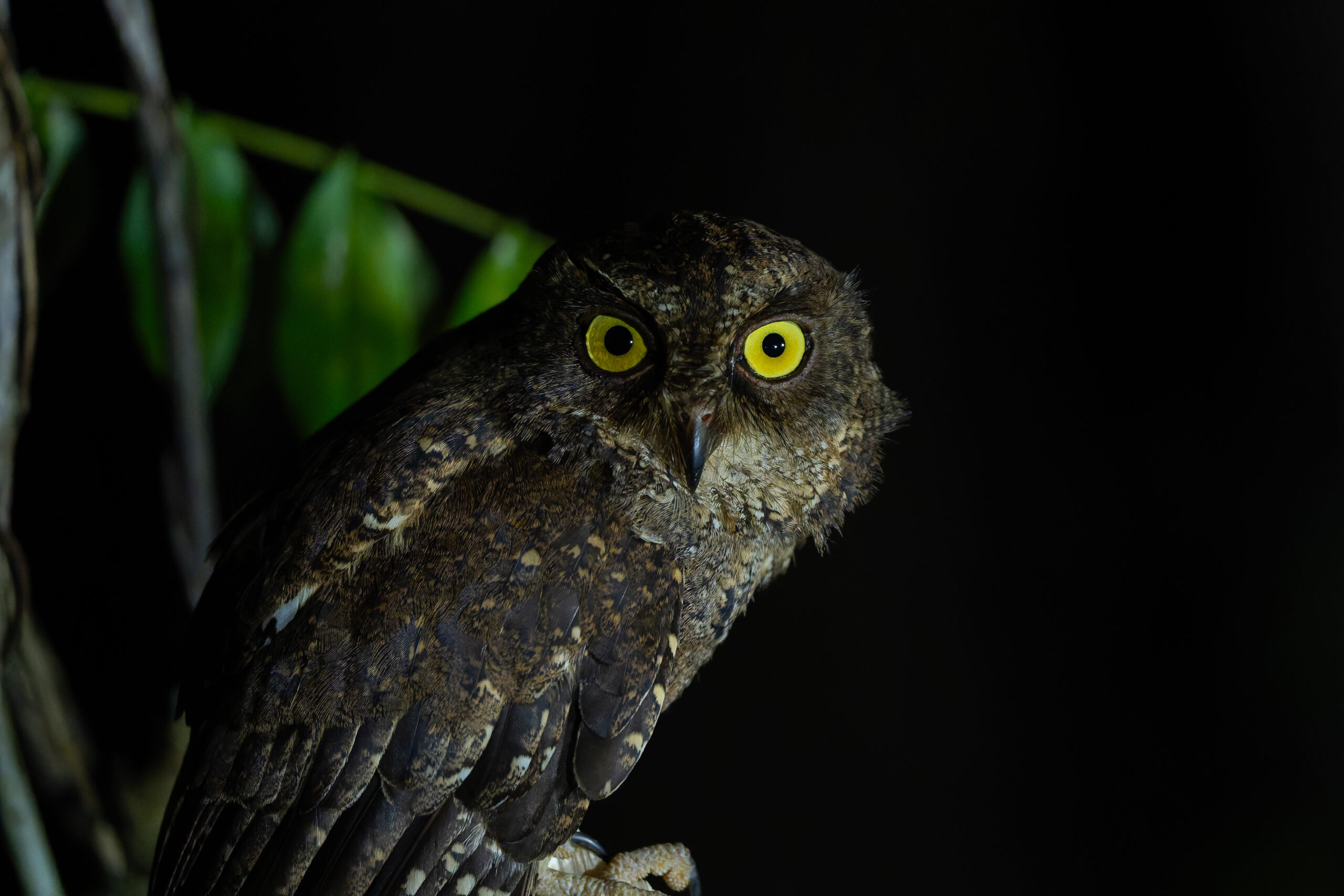 Sula Scops Owl (image by Diedert Koppenol)