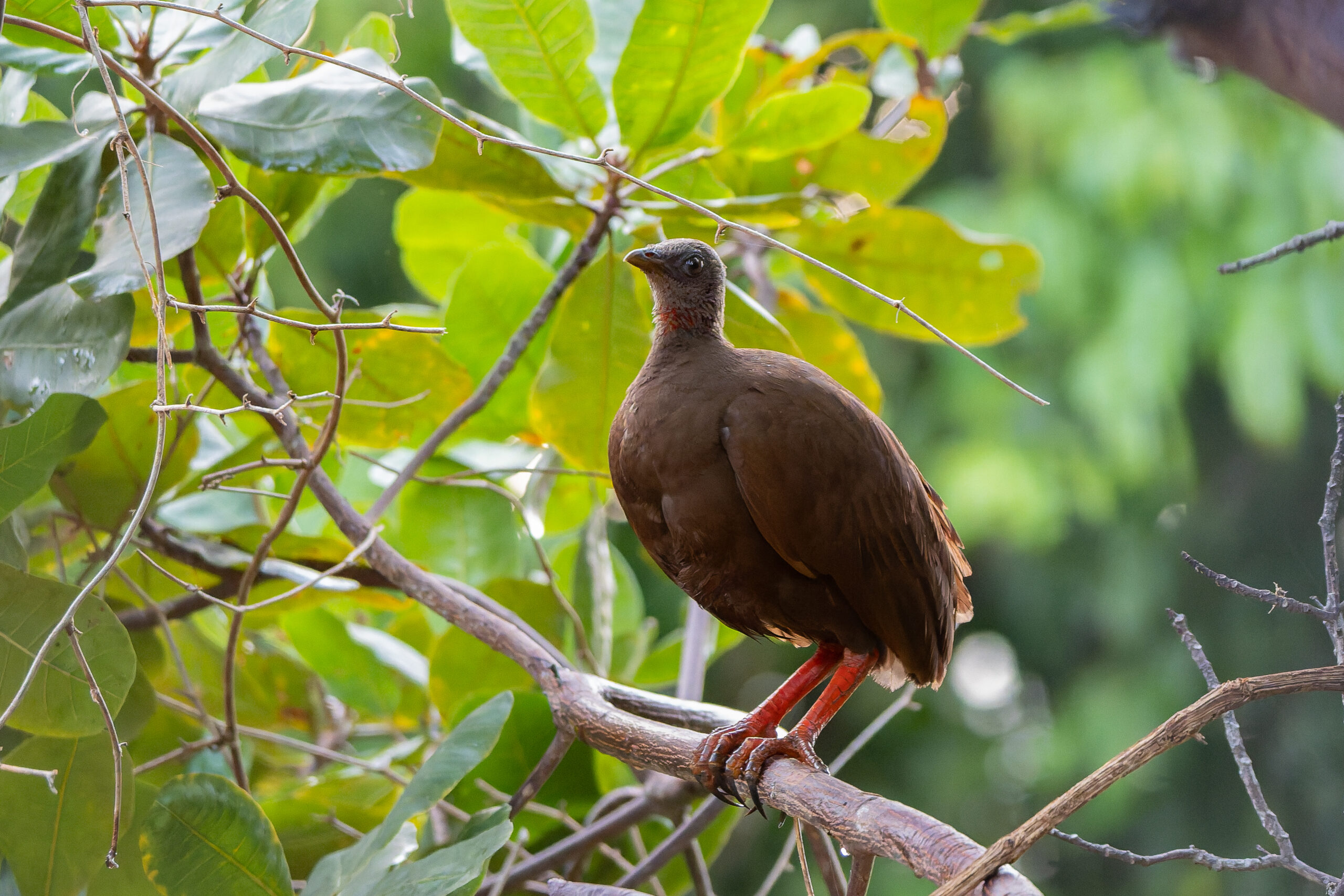 Sula Scrubfowl (image by Diedert Koppenol)