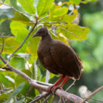 Sula Scrubfowl (image by Diedert Koppenol)