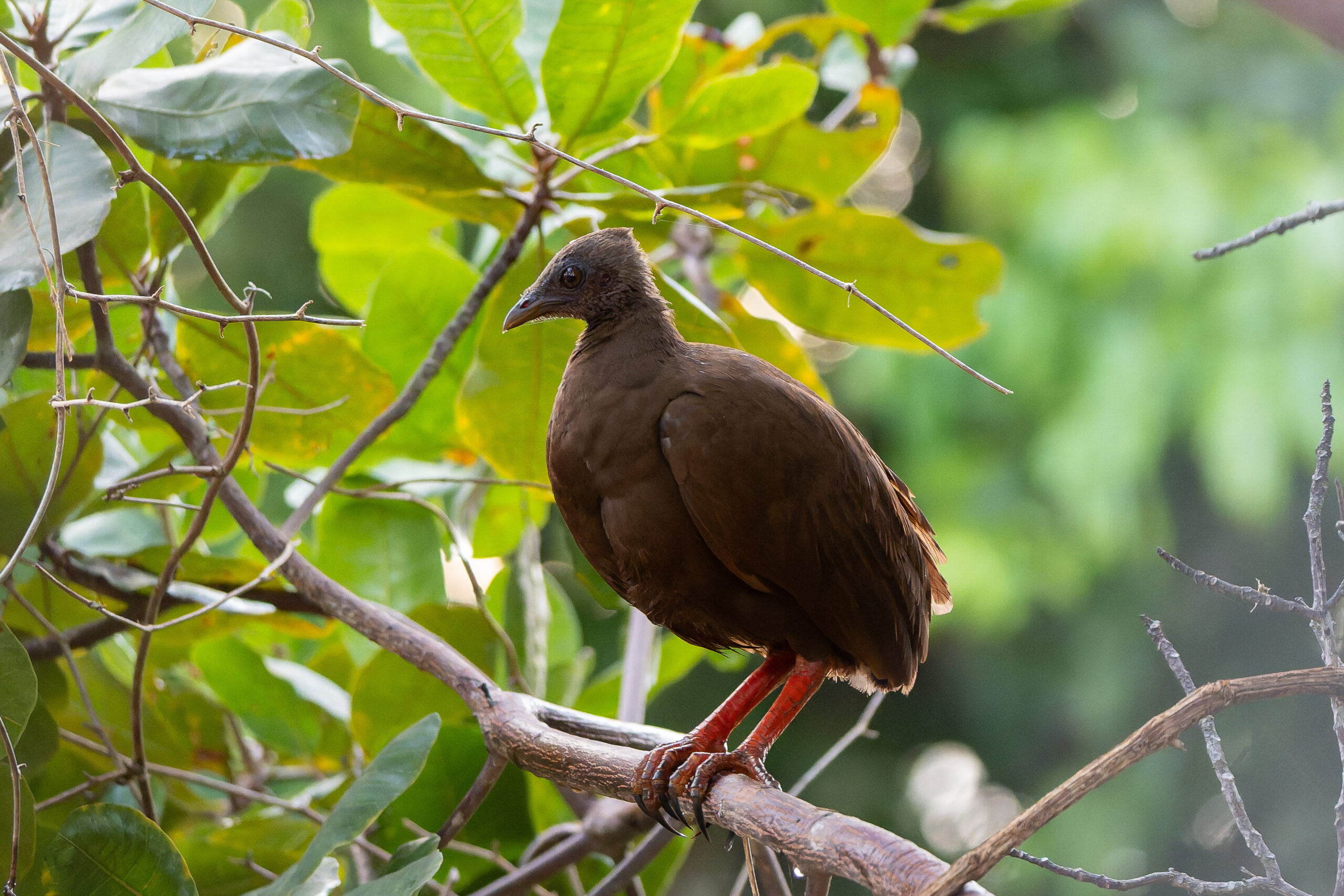 Sula Scrubfowl (image by Diedert Koppenol)