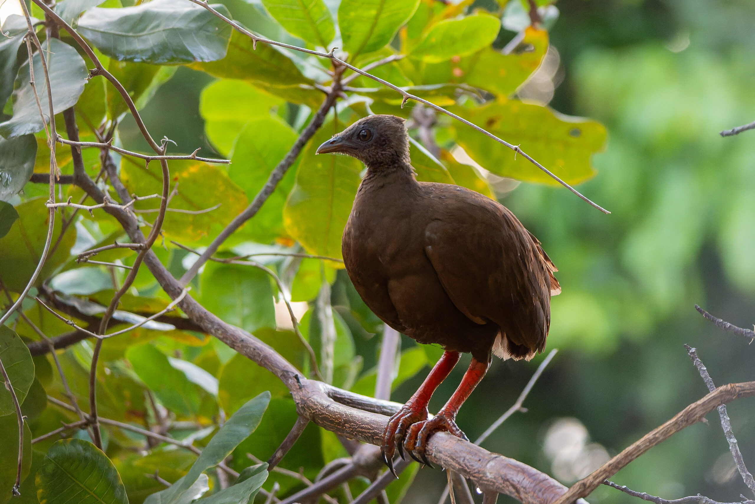 Sula Scrubfowl (image by Diedert Koppenol)