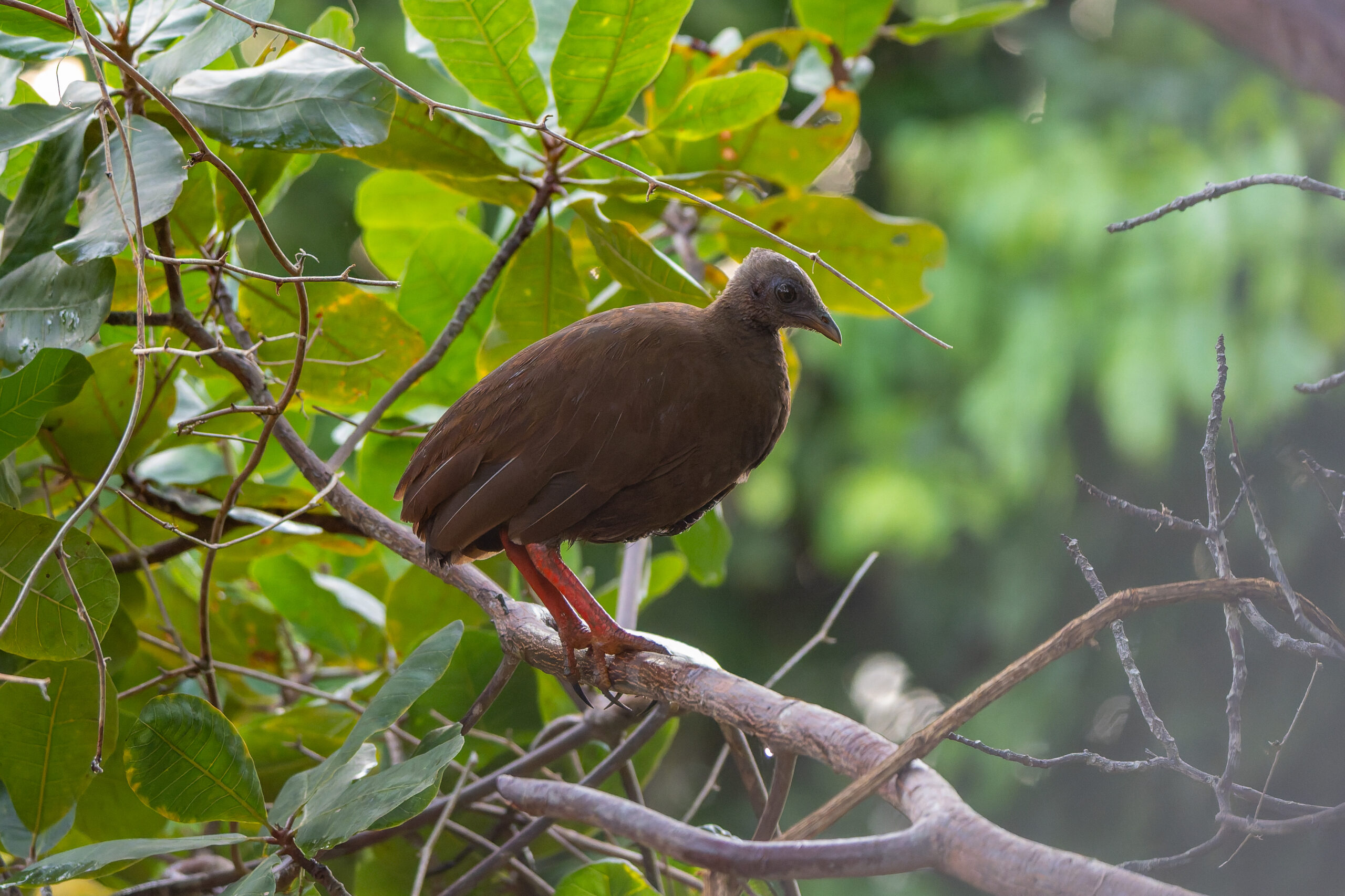 Sula Scrubfowl (image by Diedert Koppenol)
