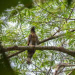 Sulawesi Honey Buzzard (image by Diedert Koppenol)