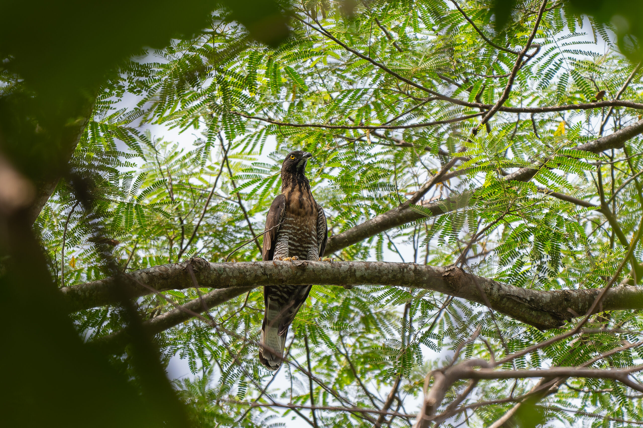 Sulawesi Honey Buzzard (image by Diedert Koppenol)