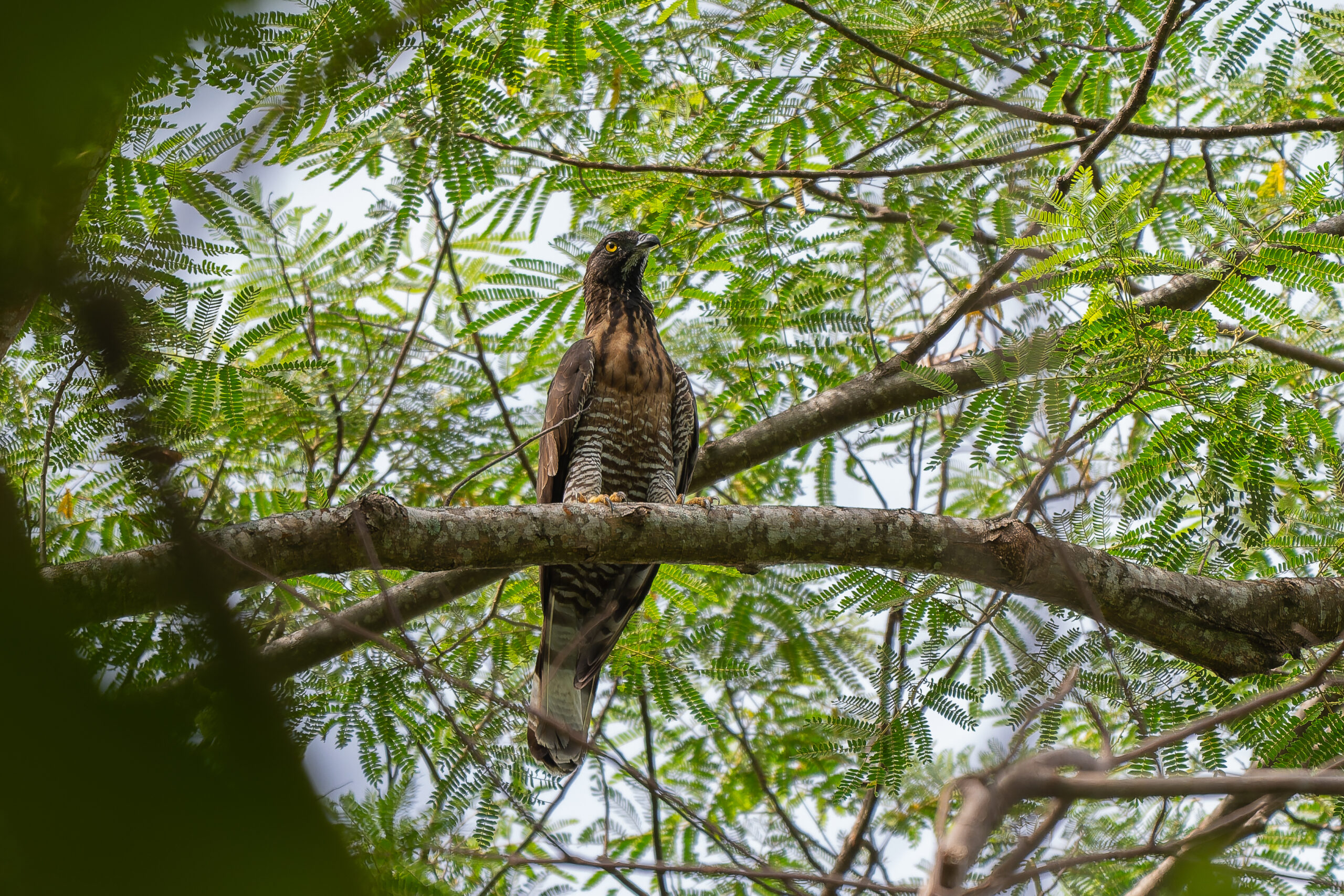 Sulawesi Honey Buzzard (image by Diedert Koppenol)