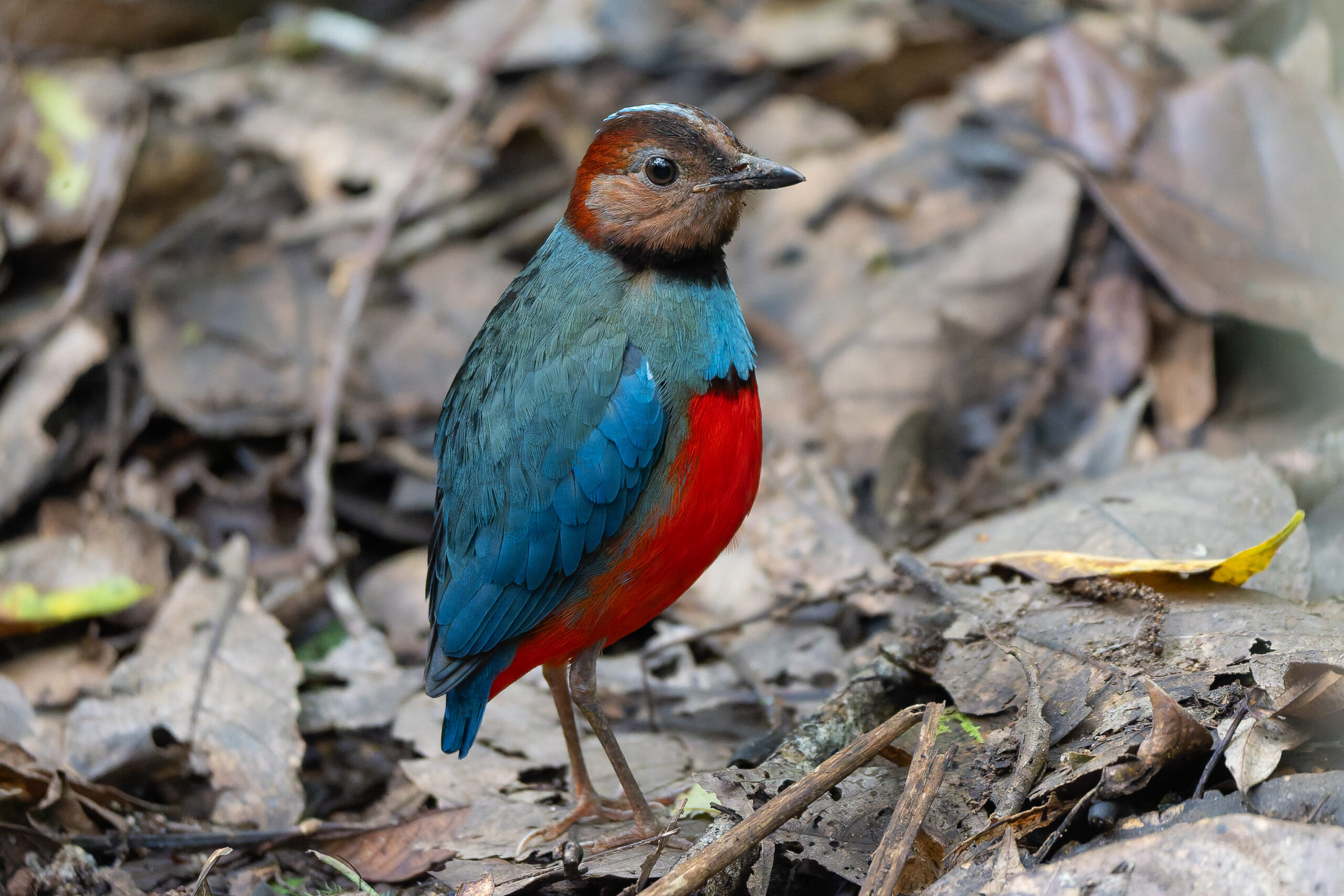 Sulawesi Pitta (image by Diedert Koppenol)