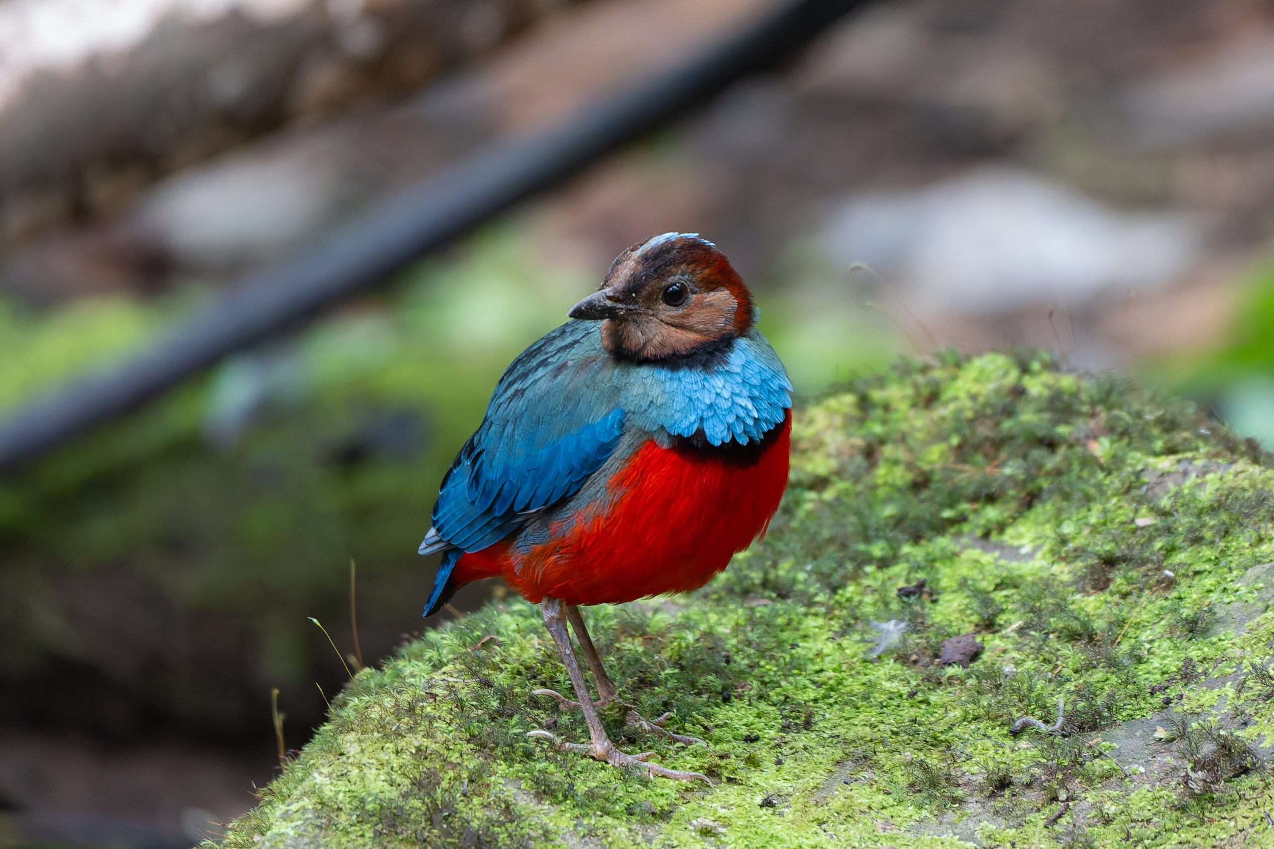 Sulawesi Pitta (image by Diedert Koppenol)