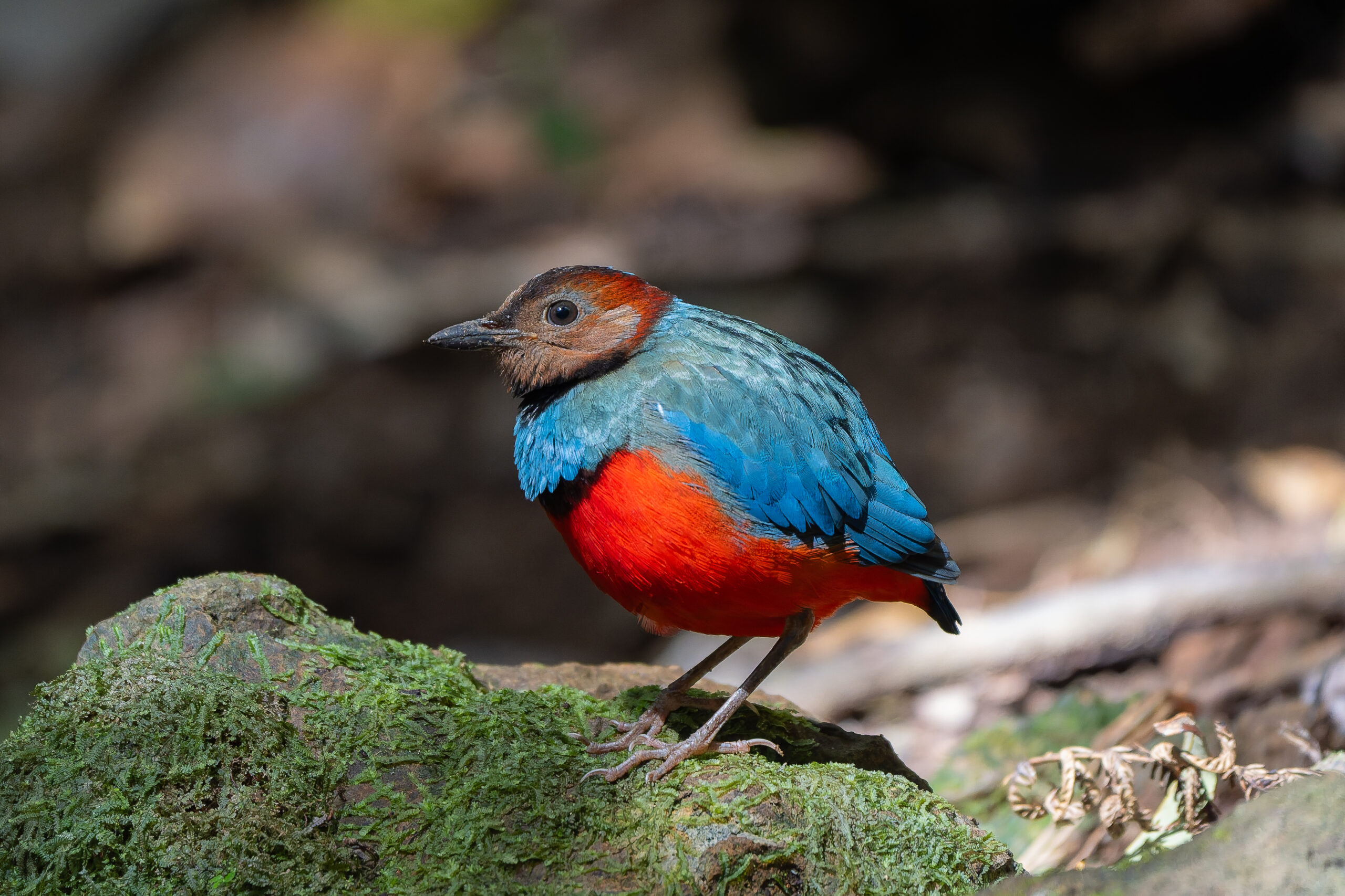 Sulawesi Pitta (image by Diedert Koppenol)