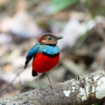 Sulawesi Pitta (image by Diedert Koppenol)