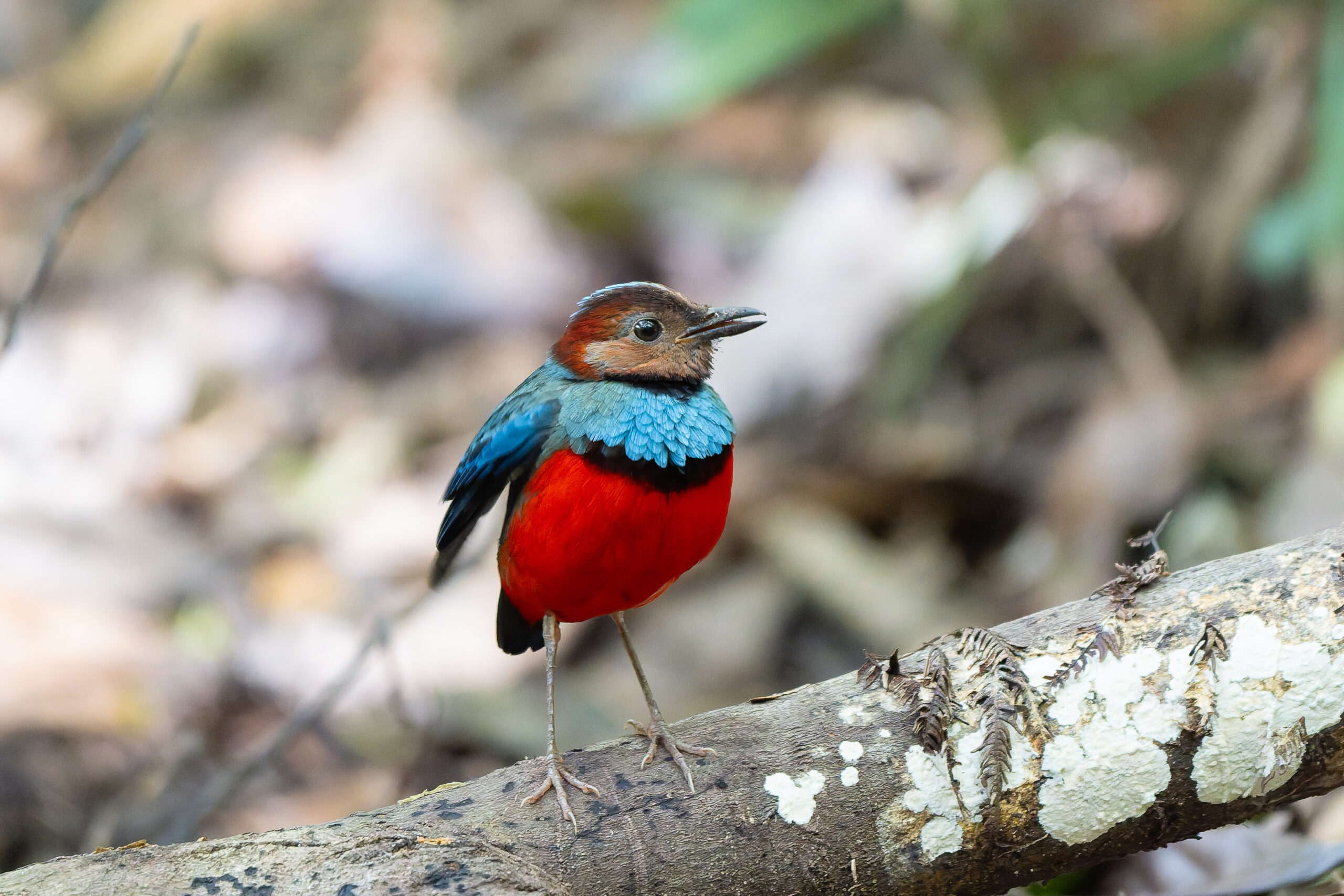 Sulawesi Pitta (image by Diedert Koppenol)