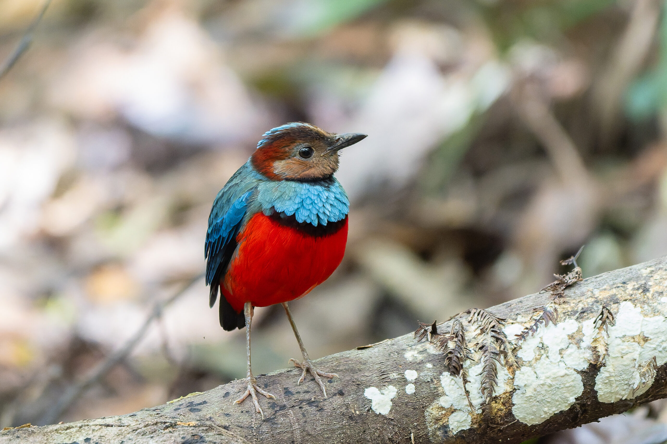 Sulawesi Pitta (image by Diedert Koppenol)