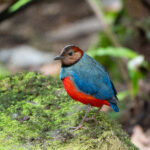 Sulawesi Pitta (image by Diedert Koppenol)
