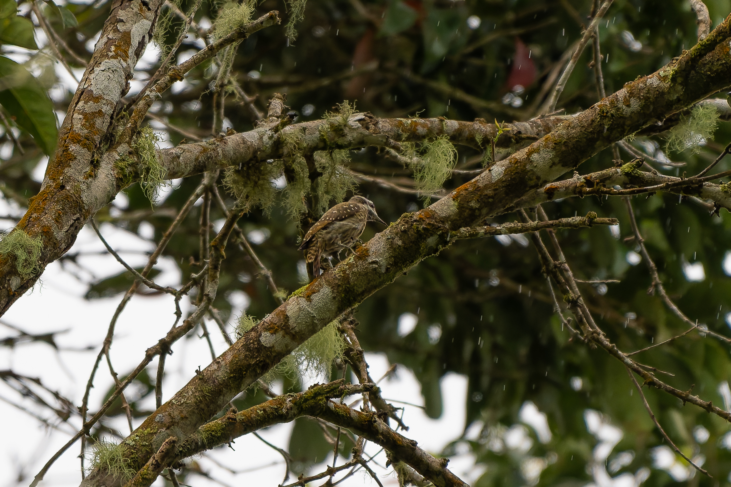 Sulawesi Pygmy Woodpecker (image by Diedert Koppenol)
