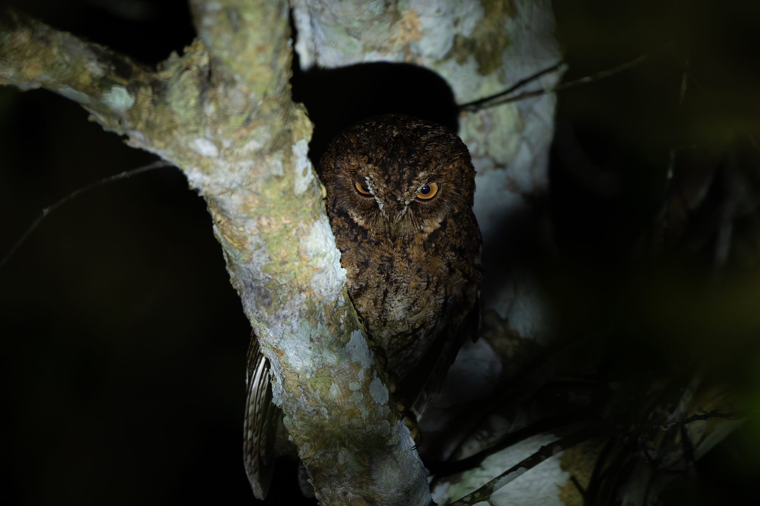 Sulawesi Scops Owl (image by Diedert Koppenol)