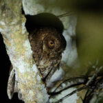 Sulawesi Scops Owl (image by Diedert Koppenol)