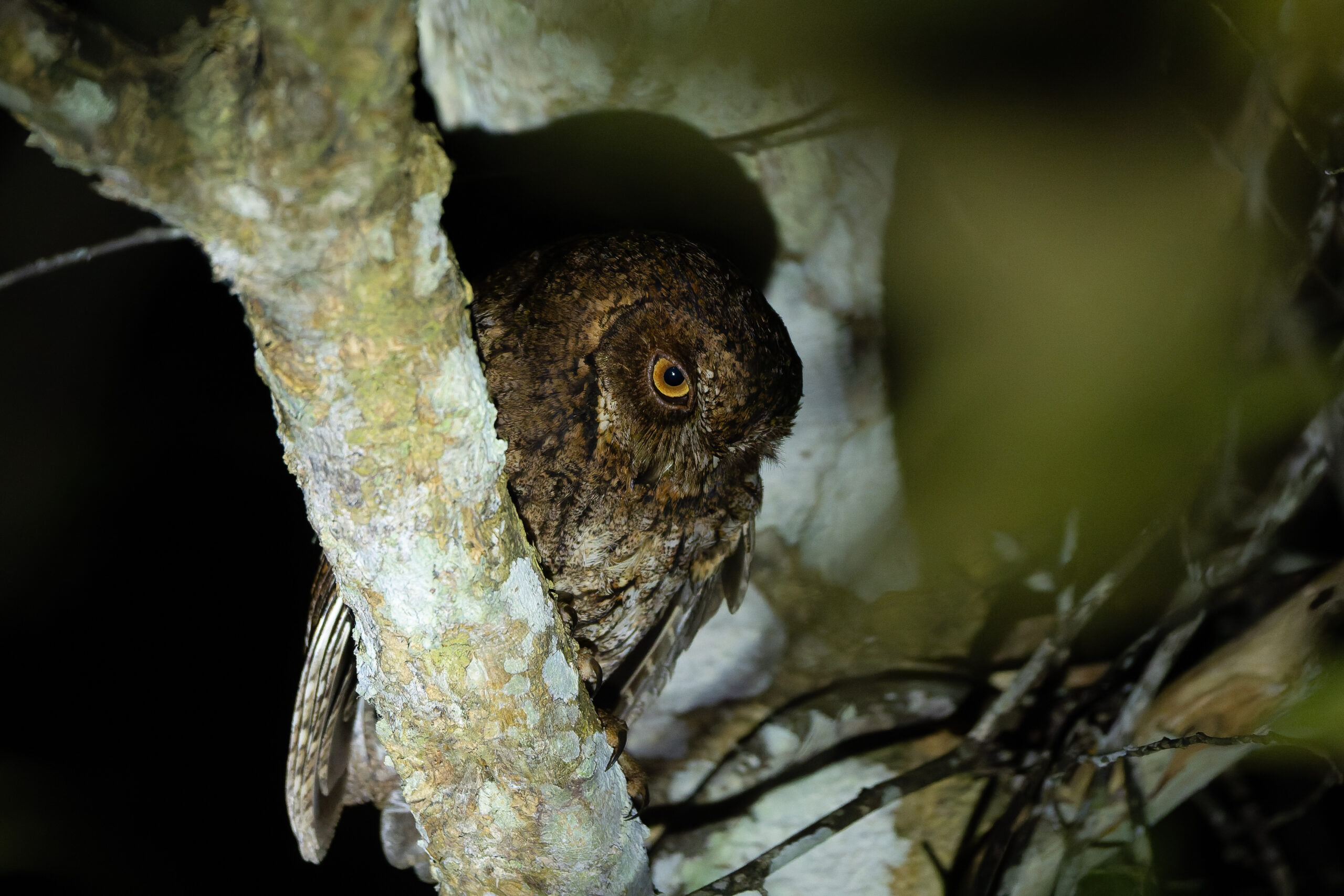 Sulawesi Scops Owl (image by Diedert Koppenol)