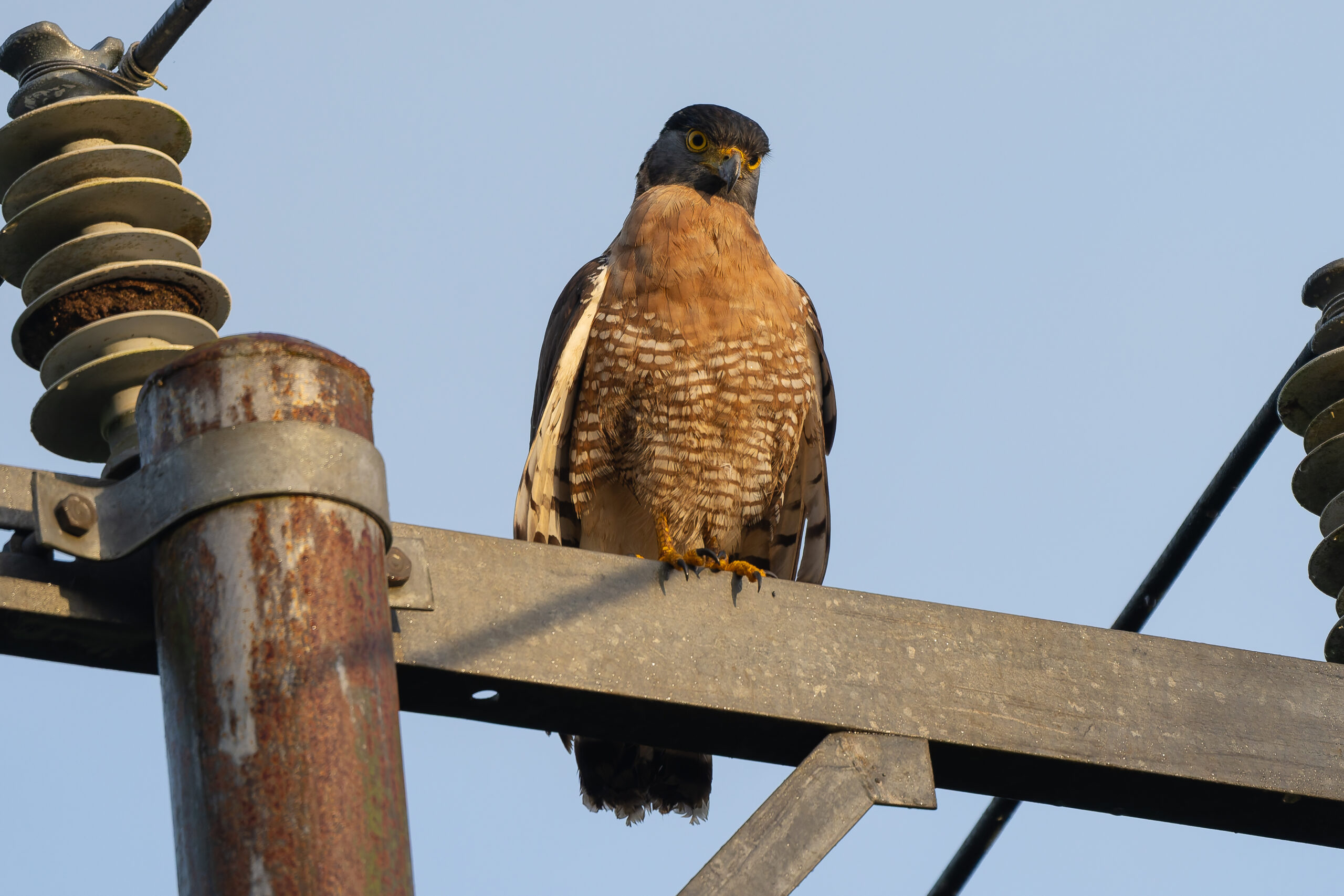 Sulawesi Serpent Eagle (image by Diedert Koppenol)