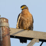 Sulawesi Serpent Eagle (image by Diedert Koppenol)