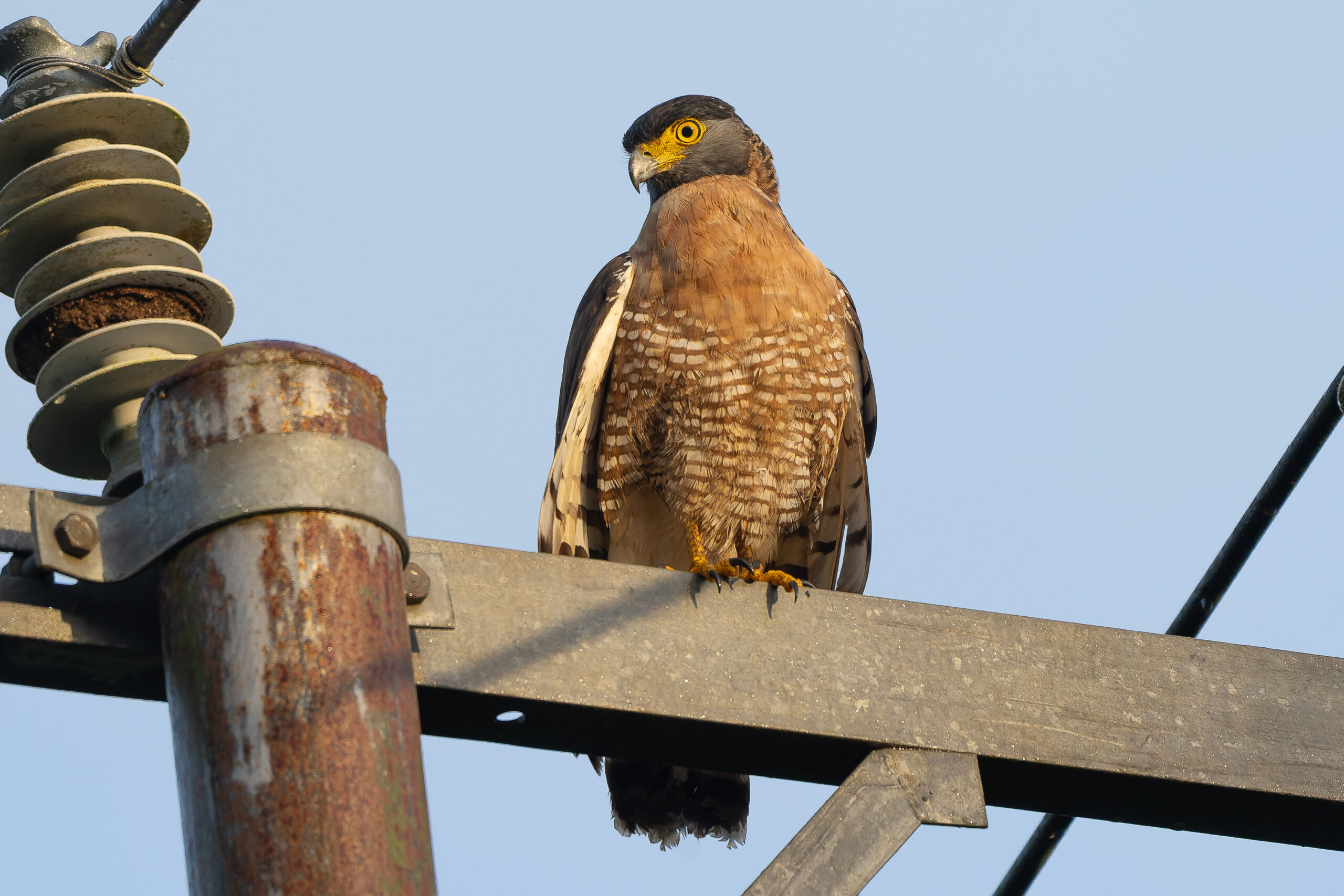 Sulawesi Serpent Eagle (image by Diedert Koppenol)
