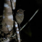 Sulawesi Tarsier (image by Diedert Koppenol)