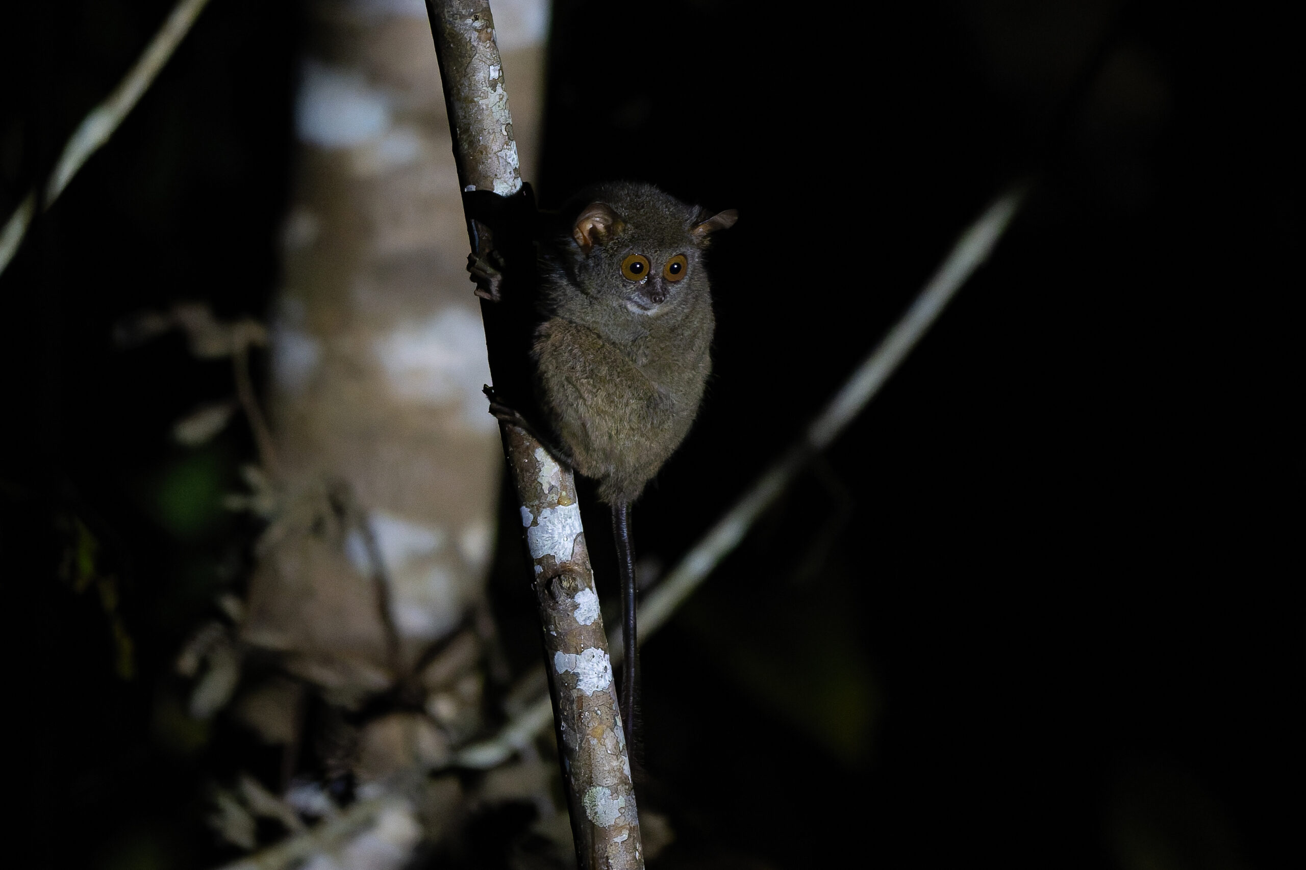 Sulawesi Tarsier (image by Diedert Koppenol)