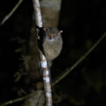 Sulawesi Tarsier (image by Diedert Koppenol)