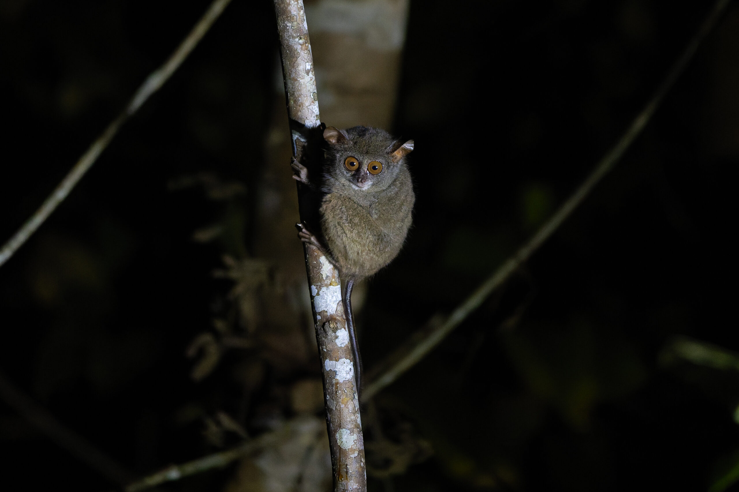 Sulawesi Tarsier (image by Diedert Koppenol)