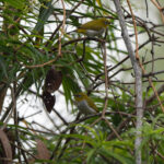Sulawesi White-eyes (image by Diedert Koppenol)