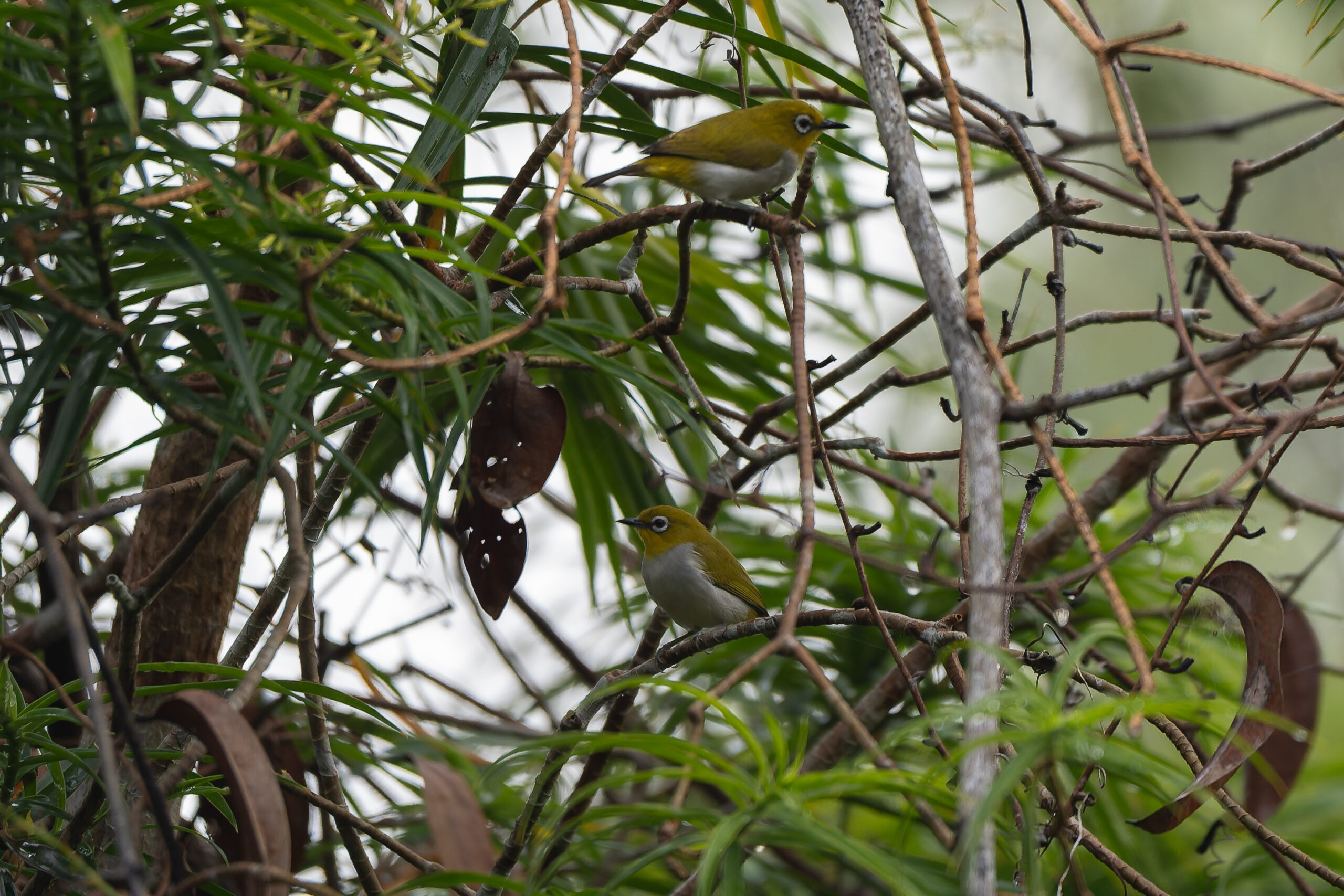 Sulawesi White-eyes (image by Diedert Koppenol)
