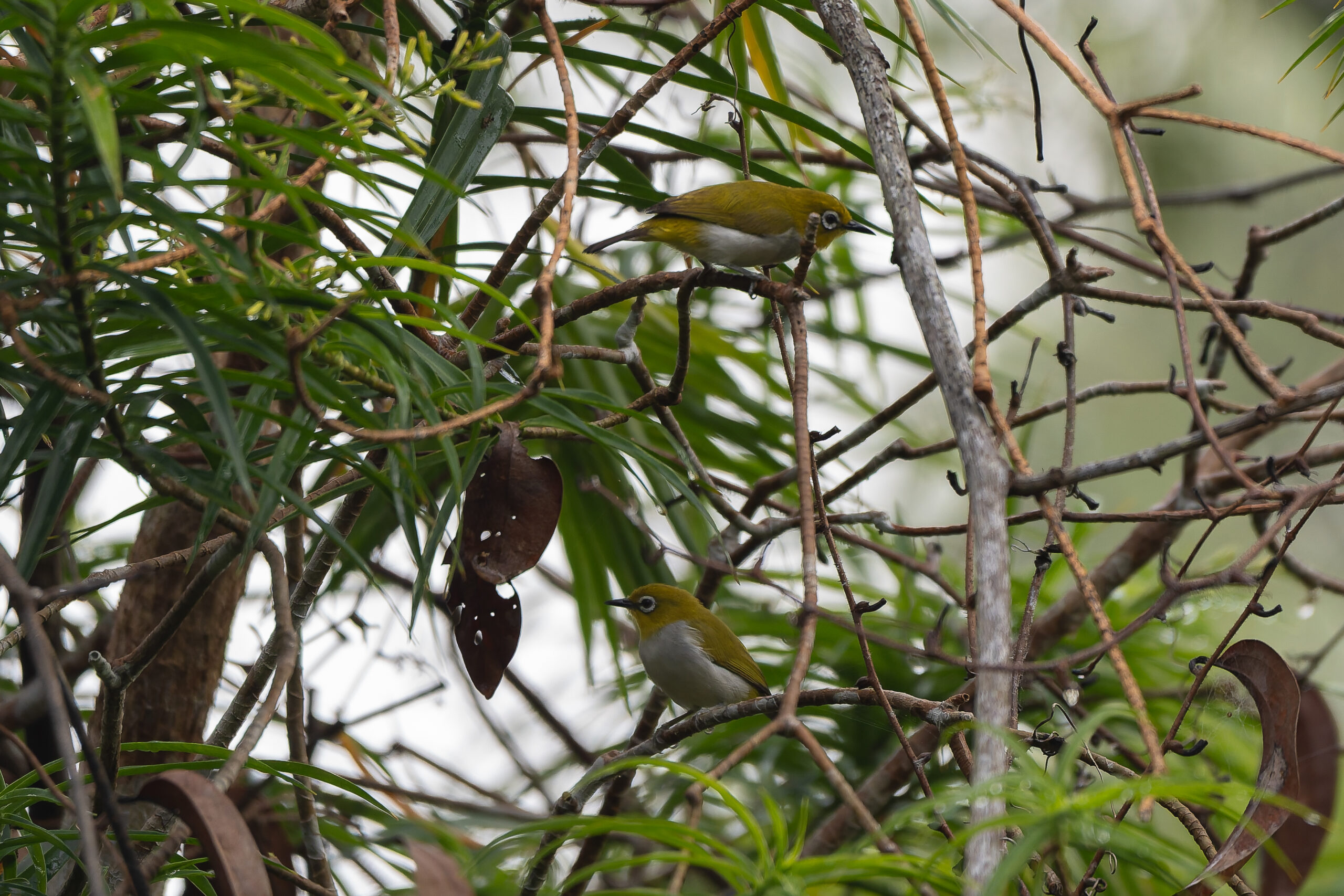 Sulawesi White-eyes (image by Diedert Koppenol)