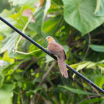 Sultan's Cuckoo-Dove (image by Diedert Koppenol)
