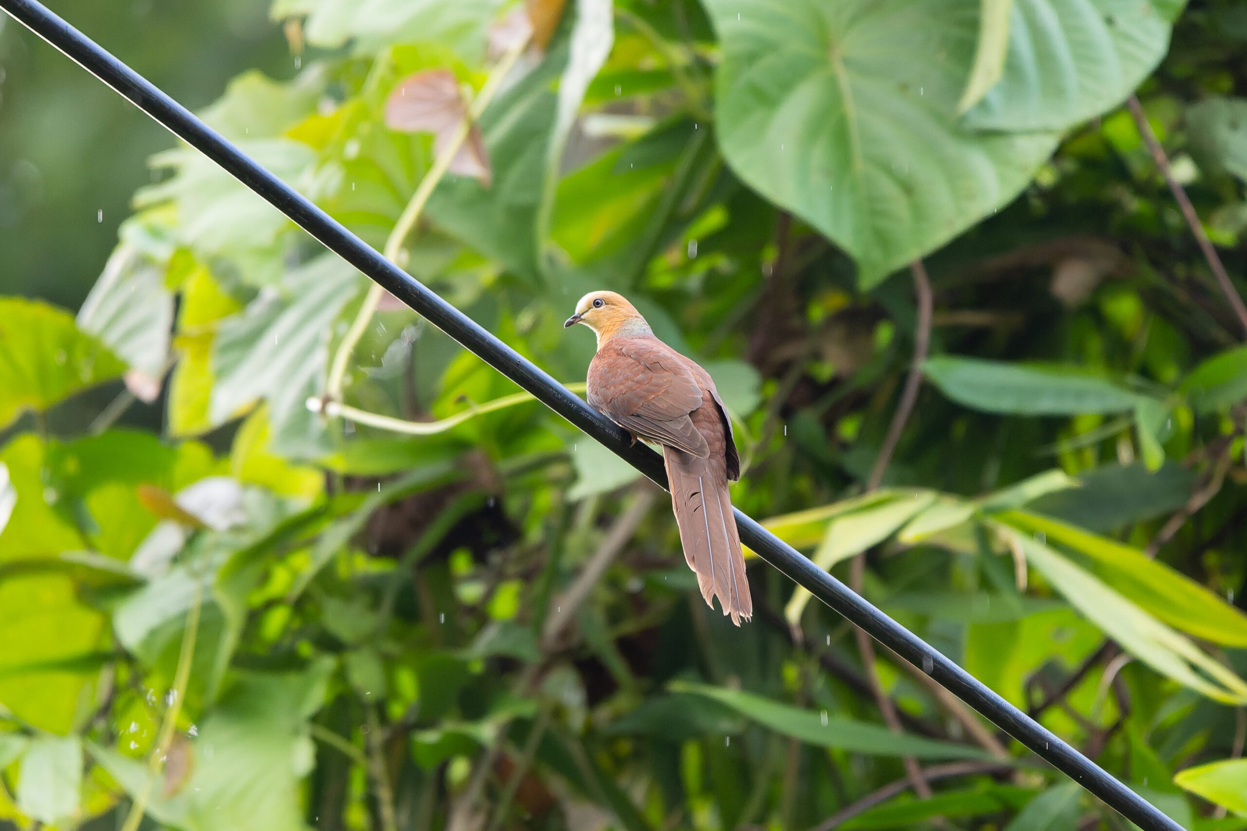 Sultan's Cuckoo-Dove (image by Diedert Koppenol)
