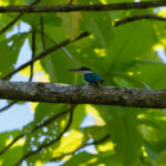 Talaud Kingfisher (image by Diedert Koppenol)