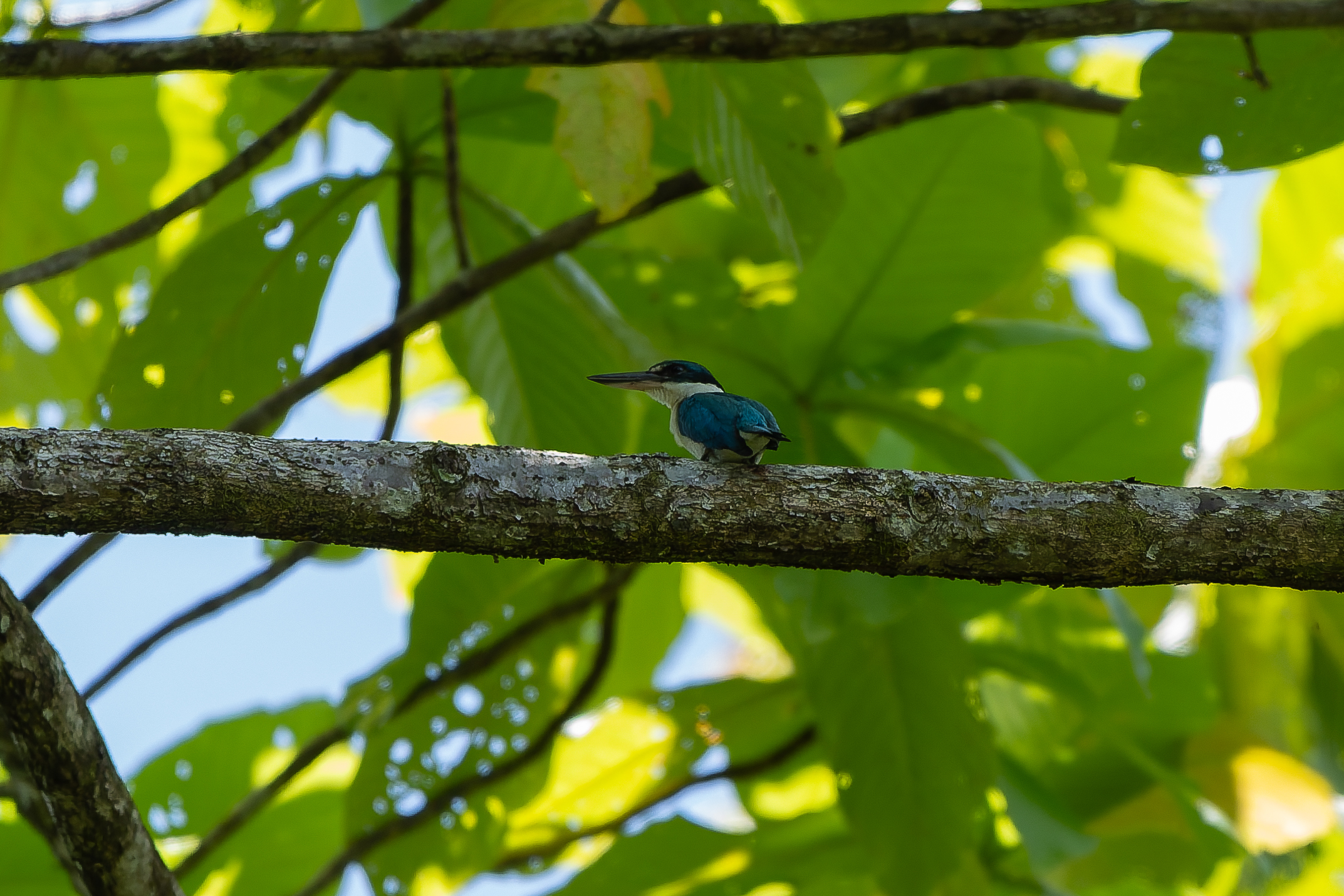 Talaud Kingfisher (image by Diedert Koppenol)