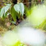 Taliabu Bush Warbler (image by Diedert Koppenol)