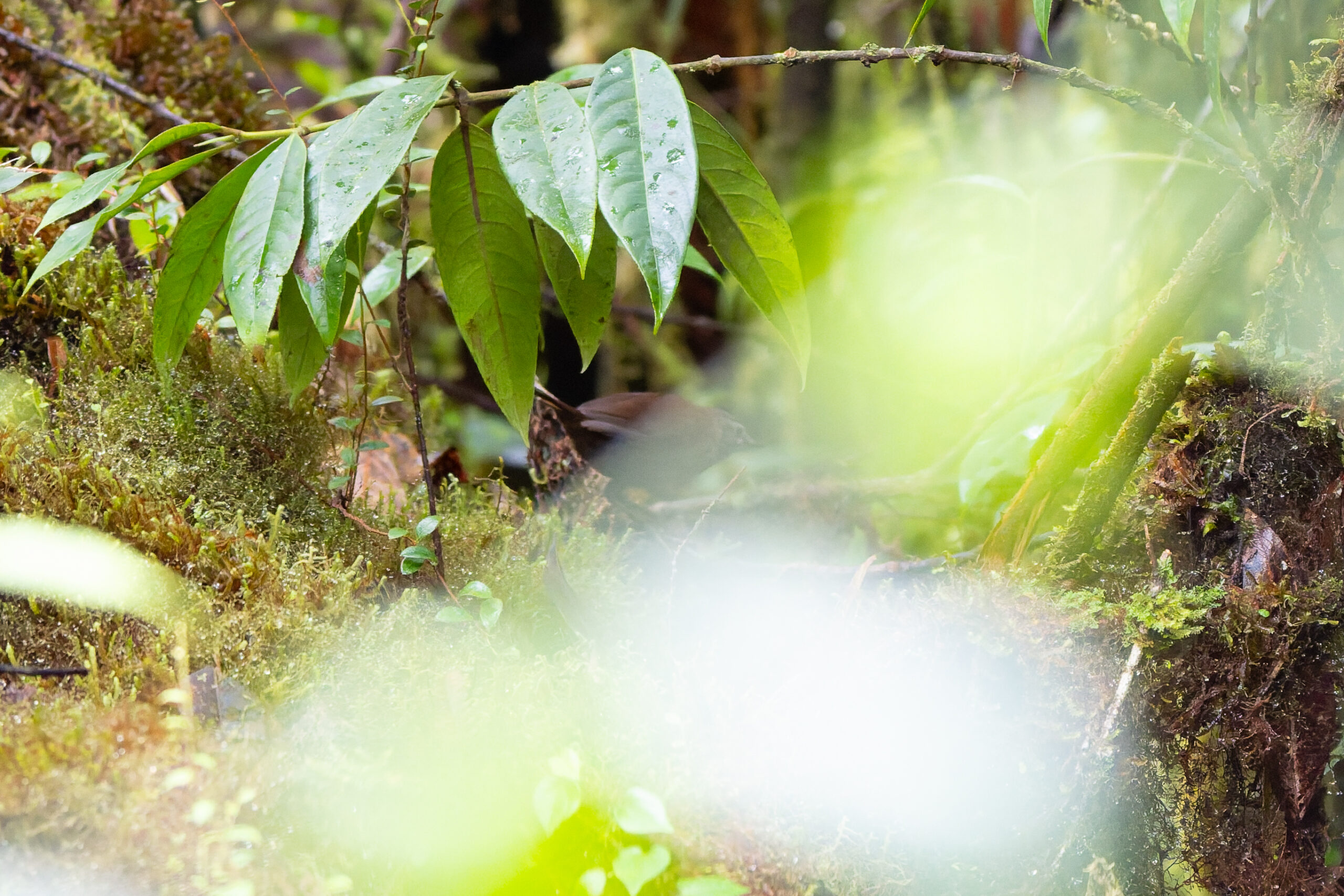 Taliabu Bush Warbler (image by Diedert Koppenol)