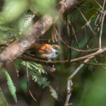 Taliabu Fantail (image by Diedert Koppenol)