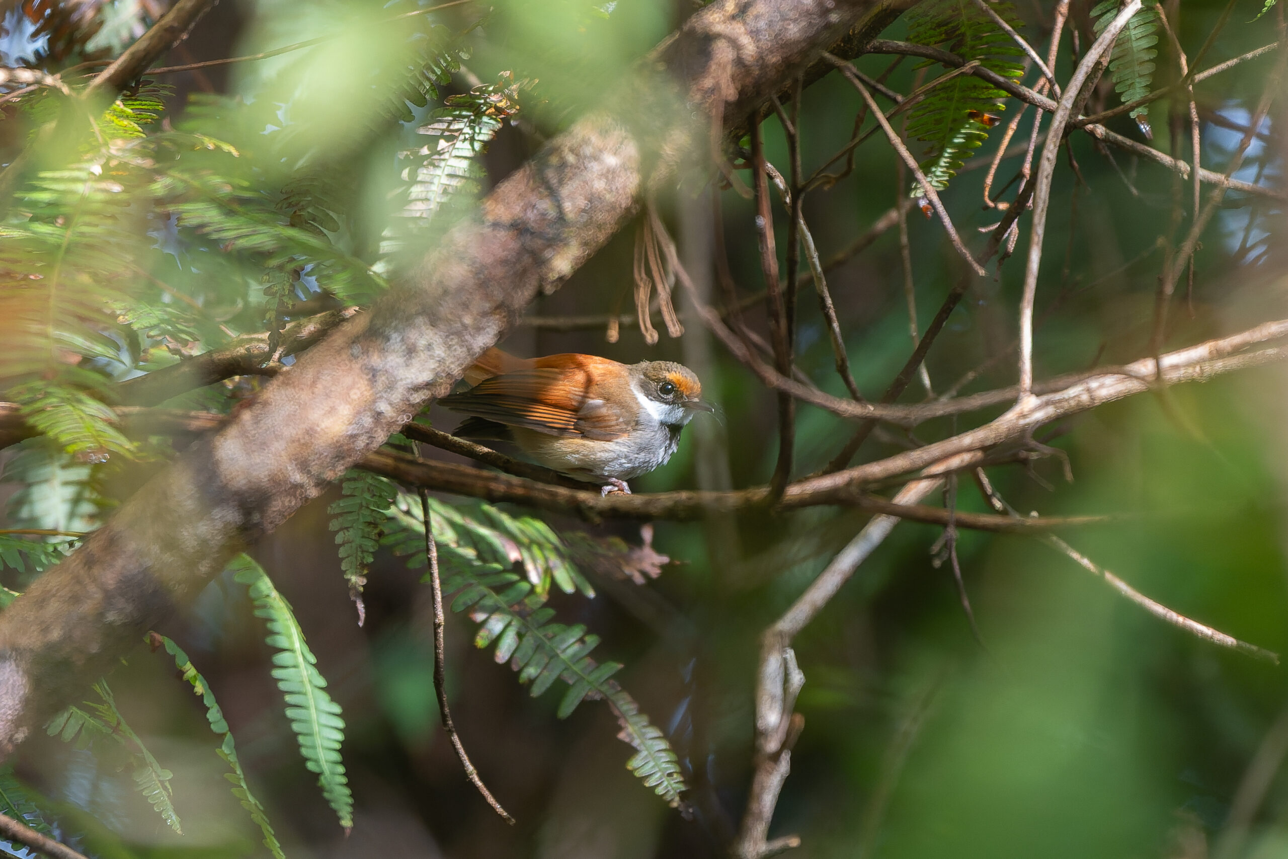 Taliabu Fantail (image by Diedert Koppenol)